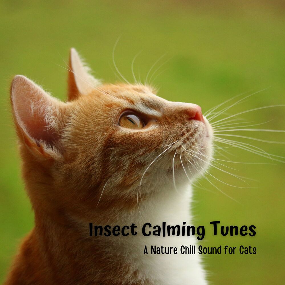 Picture of Insect Calming Tunes: A Nature Chill Sound for Cats