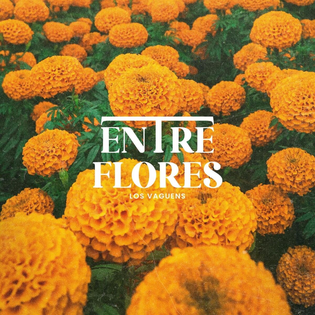 Album cover of Entre Flores