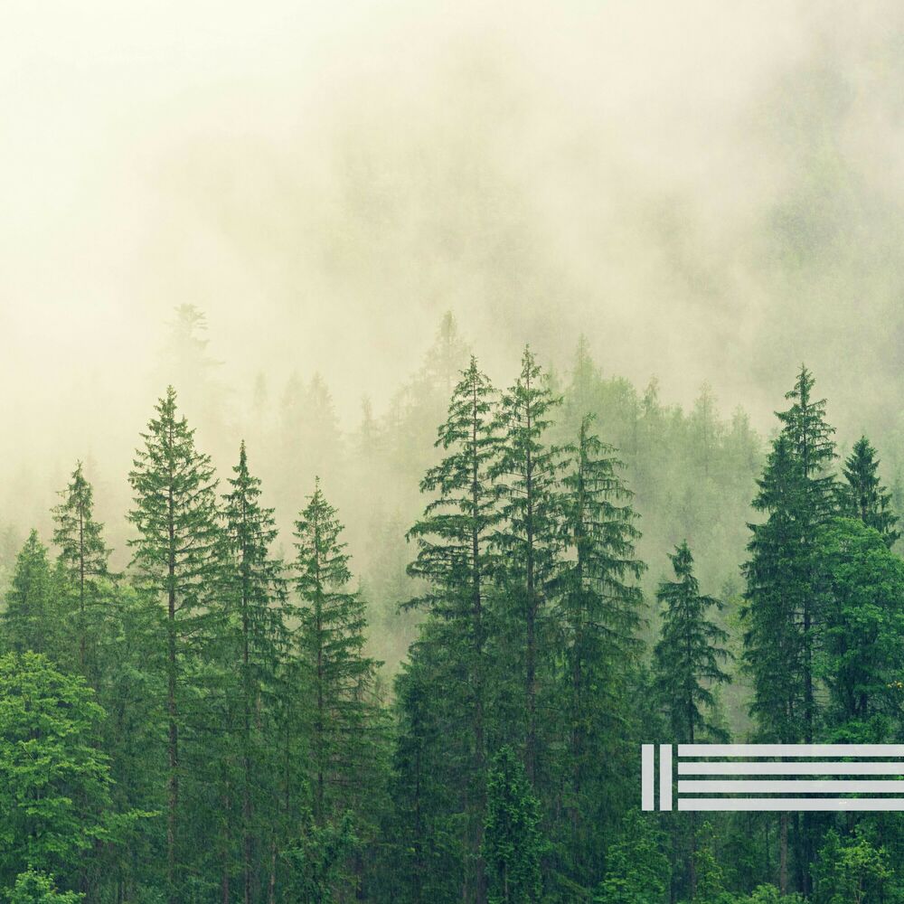 Picture of Birds In The Forest Natural Sounds