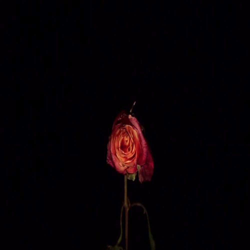 Picture of Thorn Depression Series