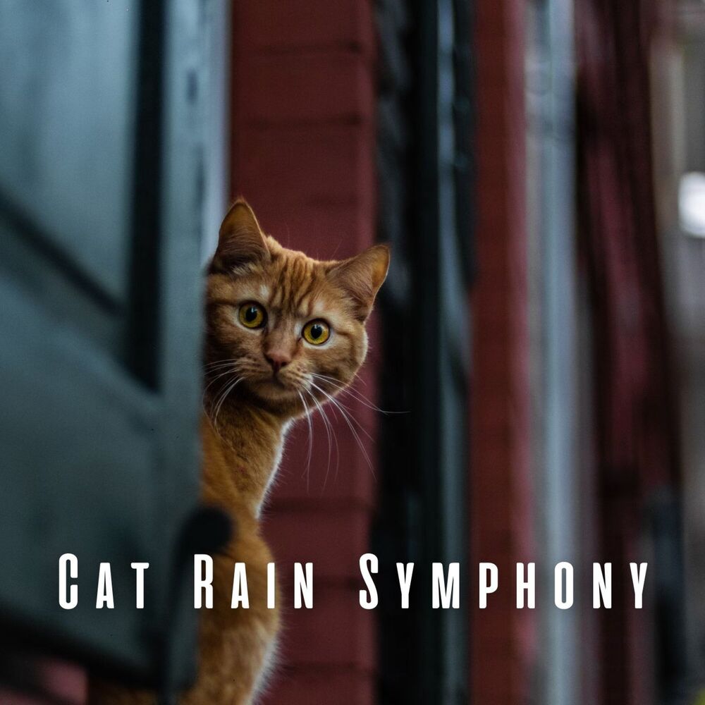 Picture of Cat Rain Symphony: Peaceful Paws with Meditation Sounds