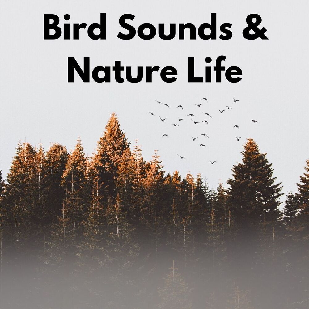 Picture of Bird Sounds & Nature Life