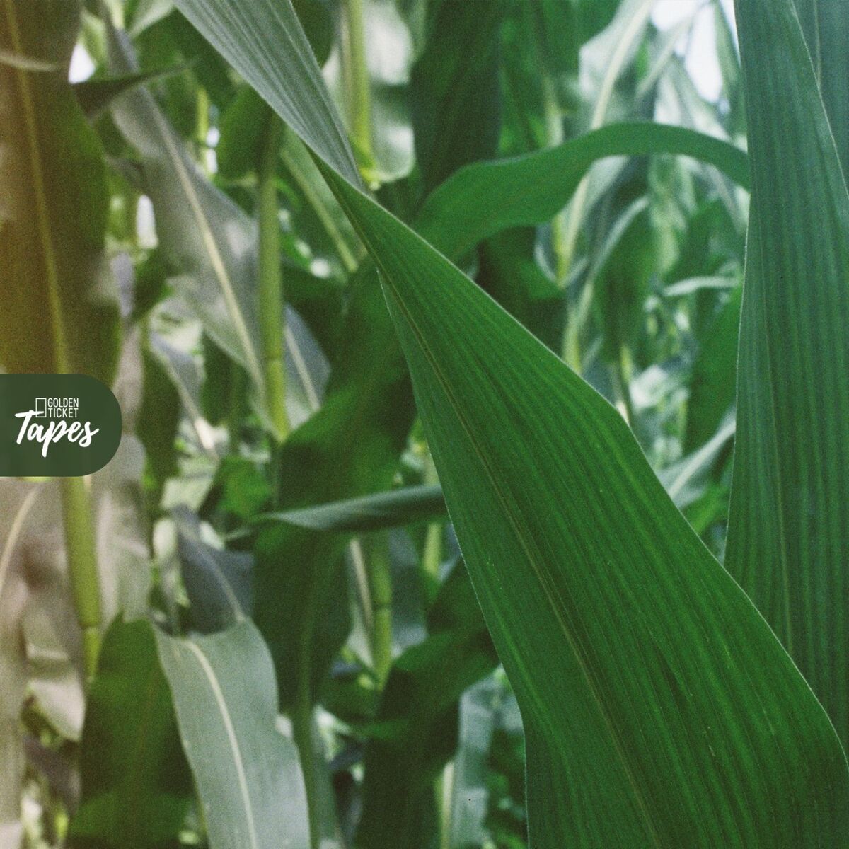 Album cover of Fields EP
