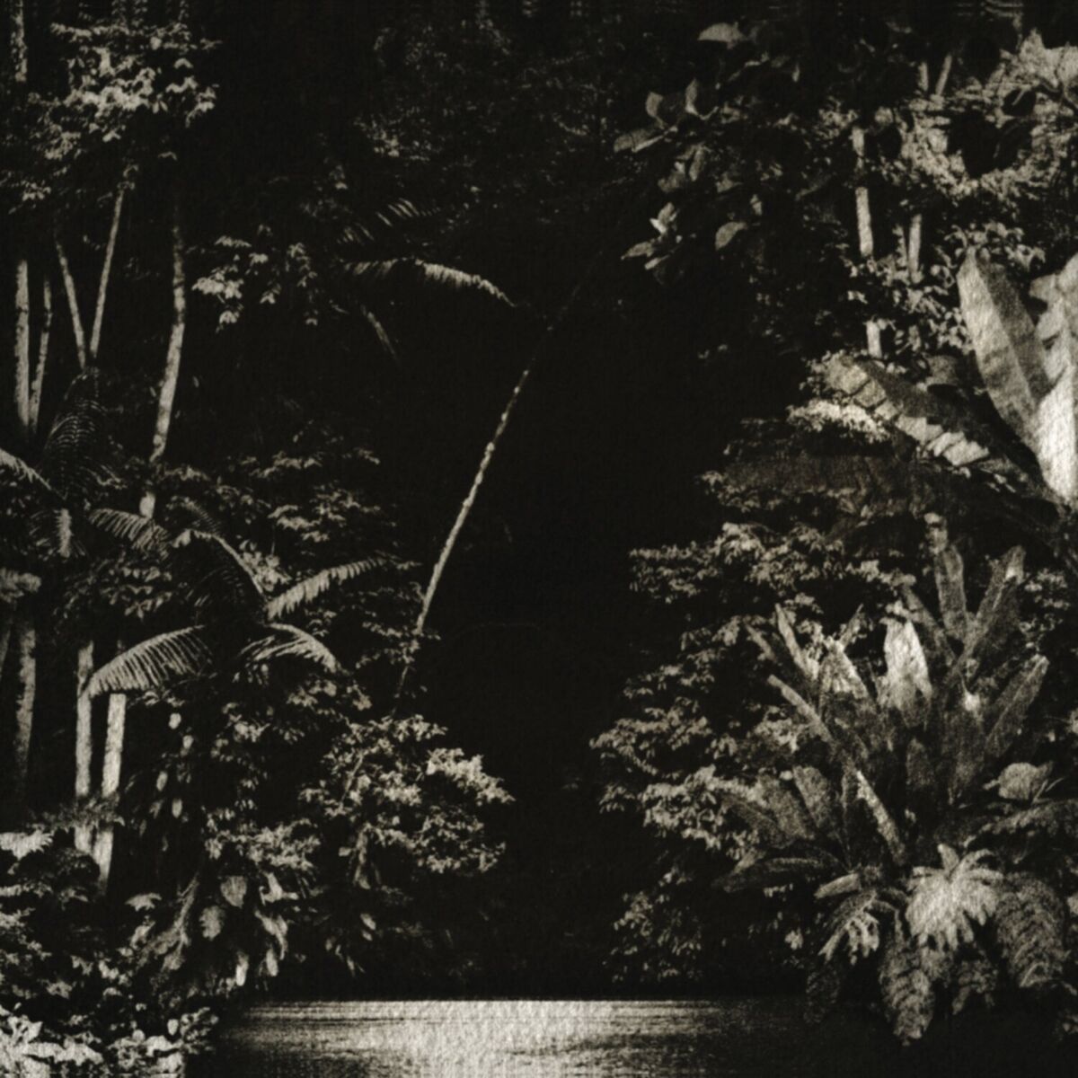 Album cover of Arpejos da Floresta