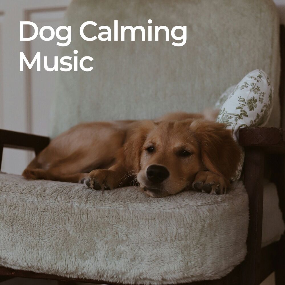 Picture of Dog Calming Music