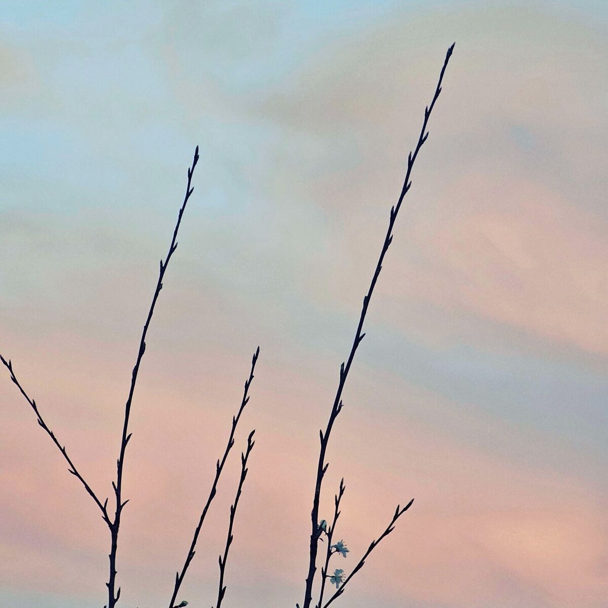 Album cover of Spring has come