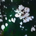 Lo Fr&aacute;gil del Sentimiento / Sakura