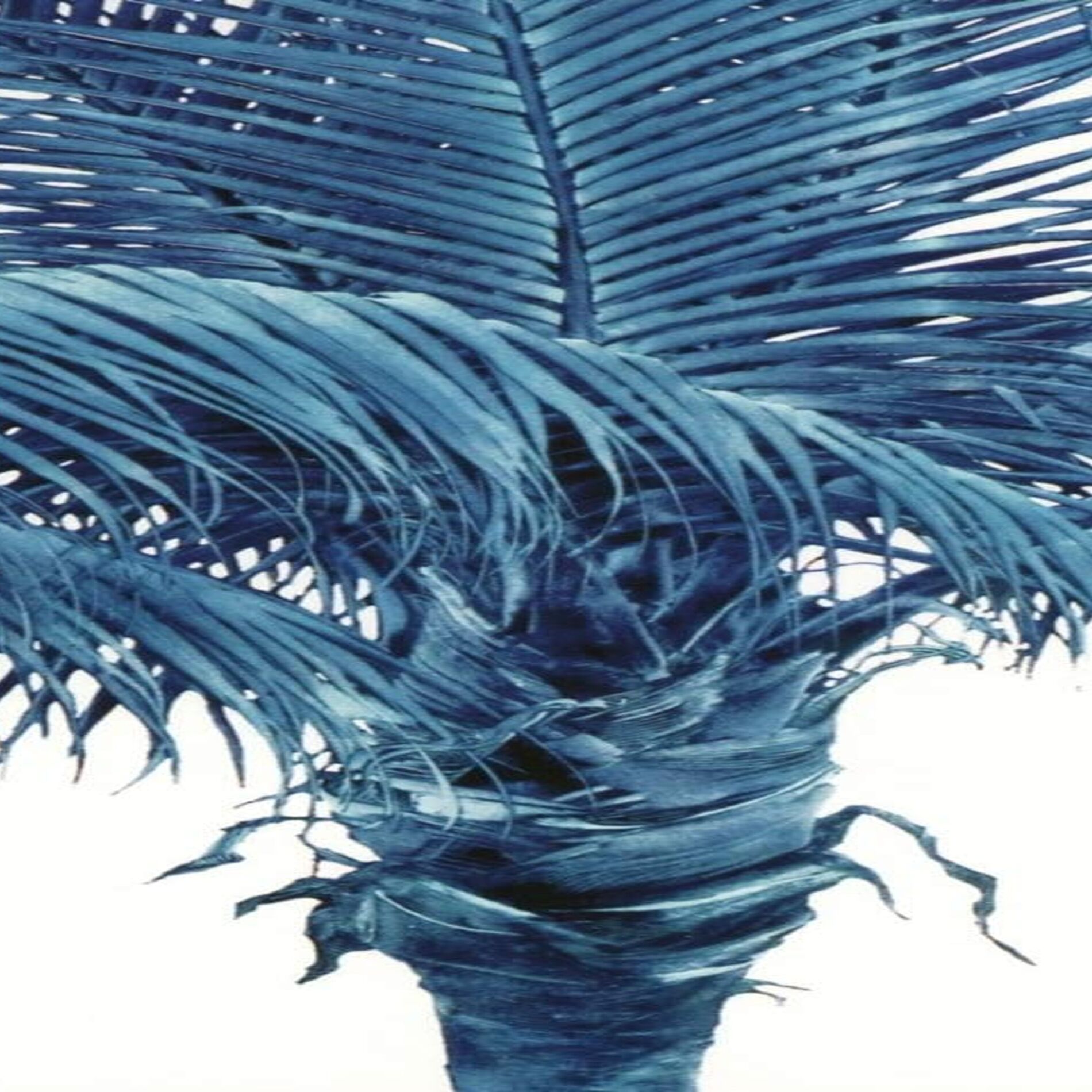 Album cover of Slow Ava