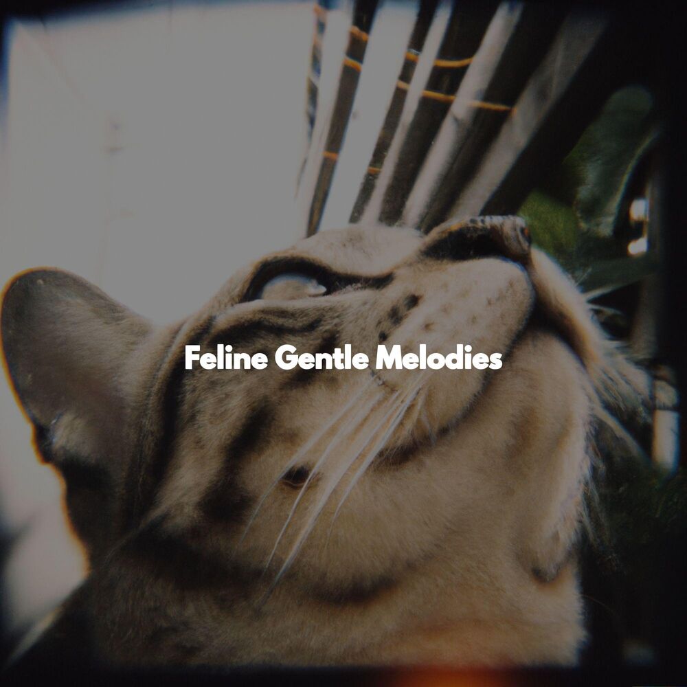 Picture of Feline Gentle Melodies