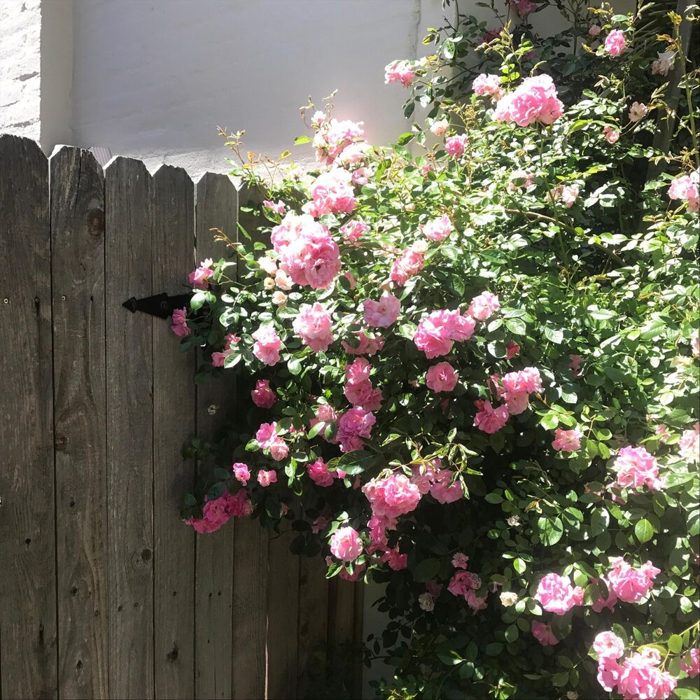Picture of Garden
