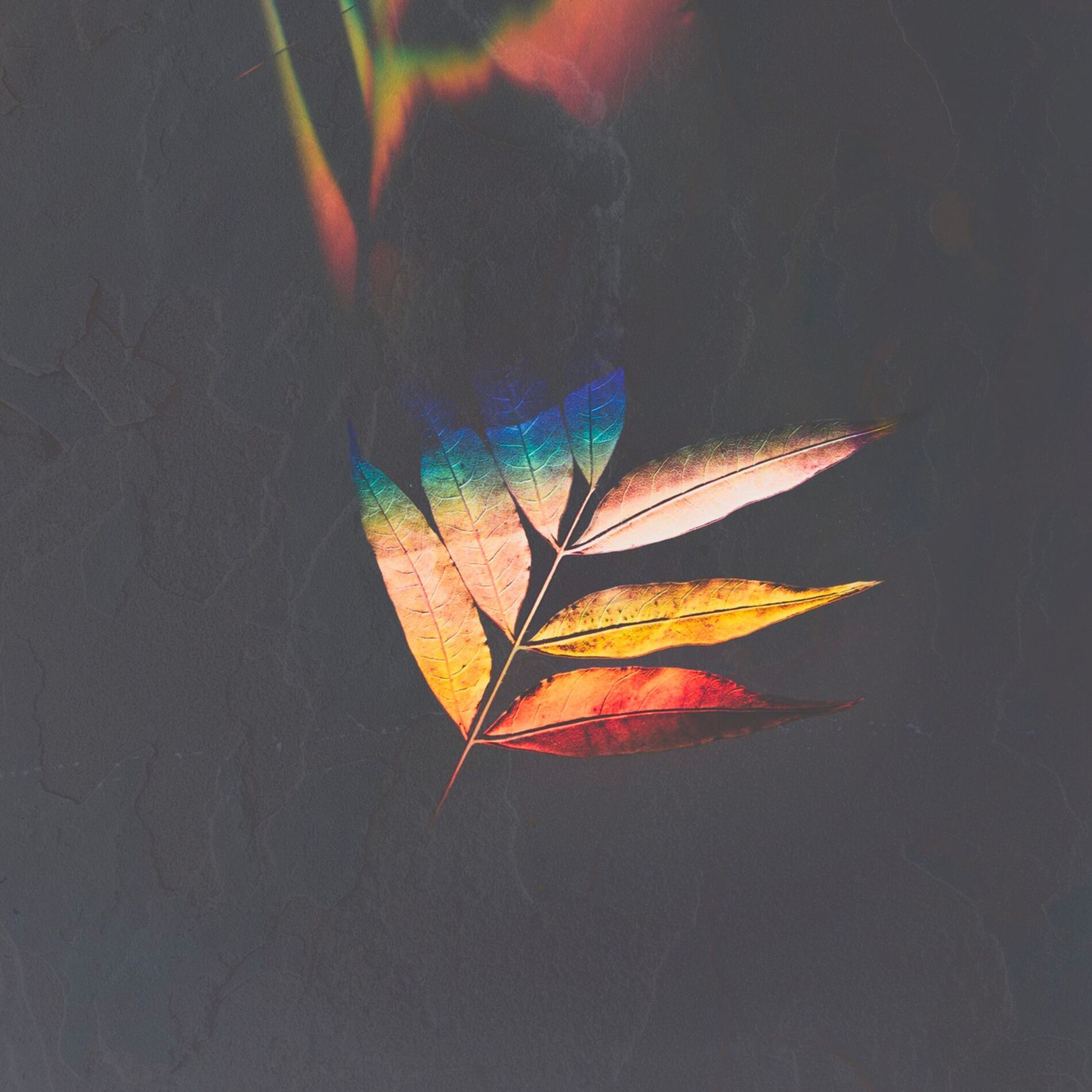 Album cover of fall (feat. L.dre)