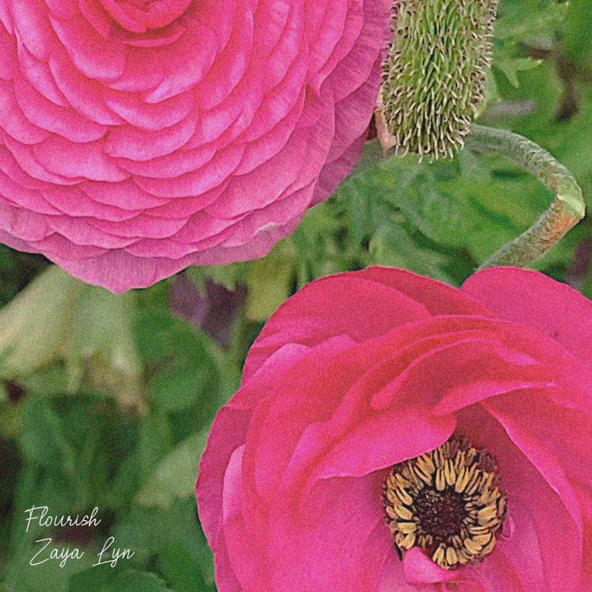 Album cover of Flourish