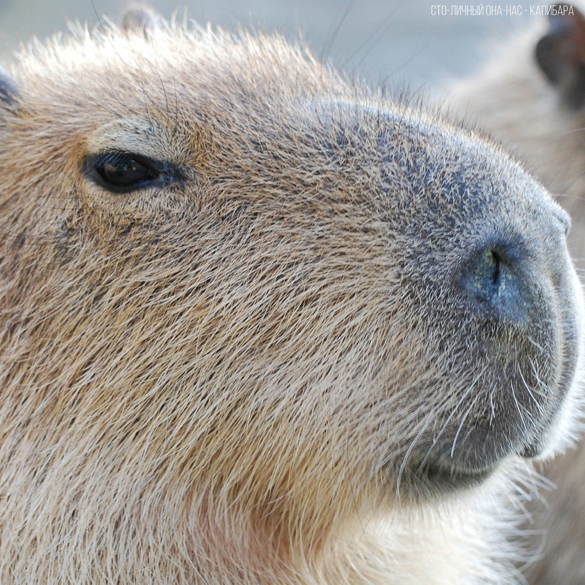Album cover of Capybara