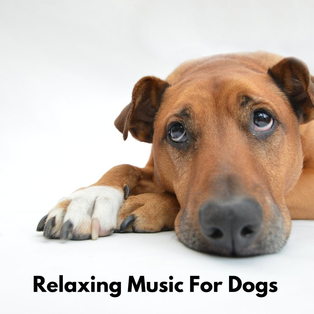 Picture of Relaxing Music for Dogs