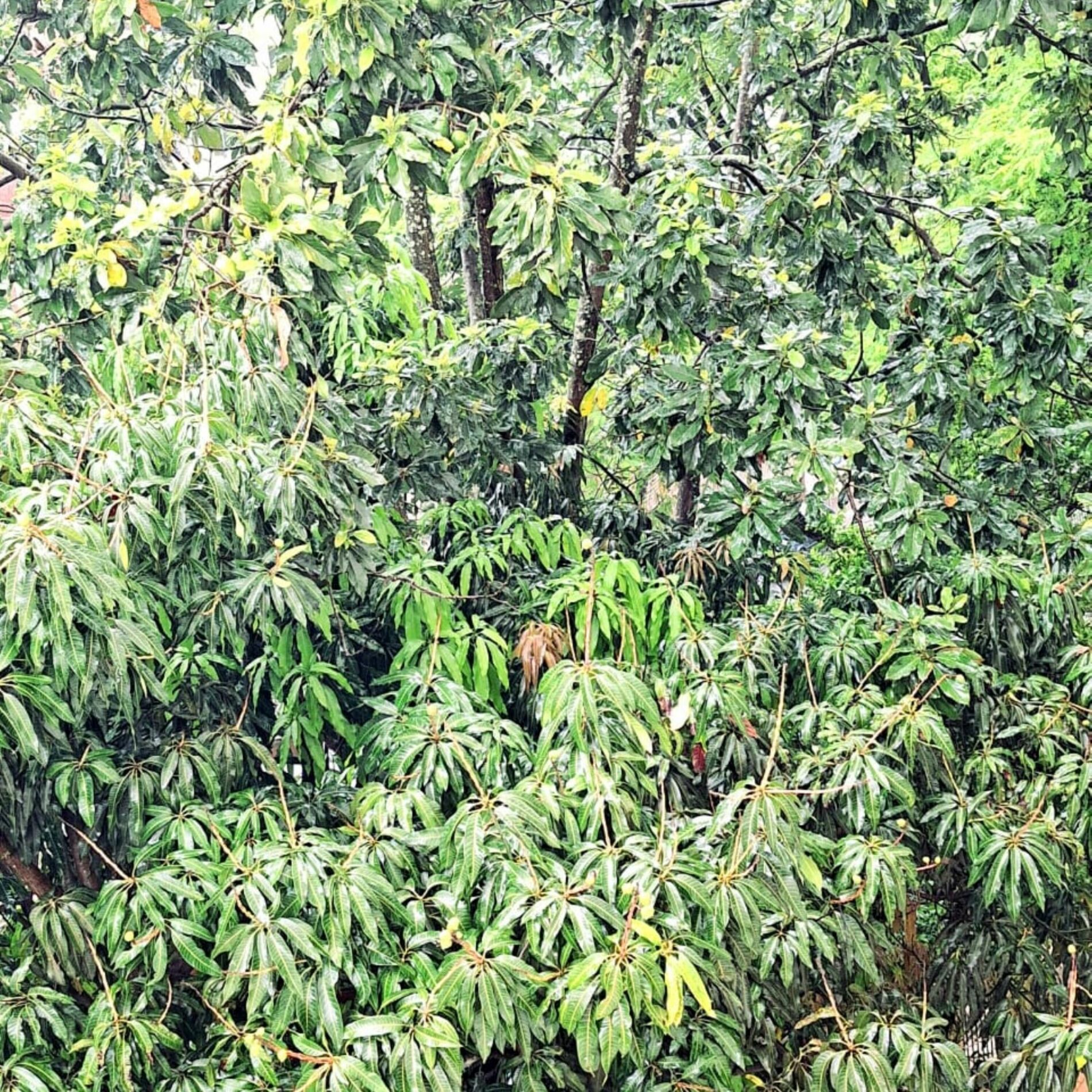 Album cover of Um Samba Para D. Adelia (minha mãe) (Instrumental Version)