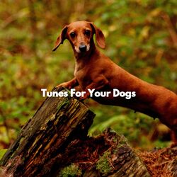Cover of Tunes For Your Dogs
