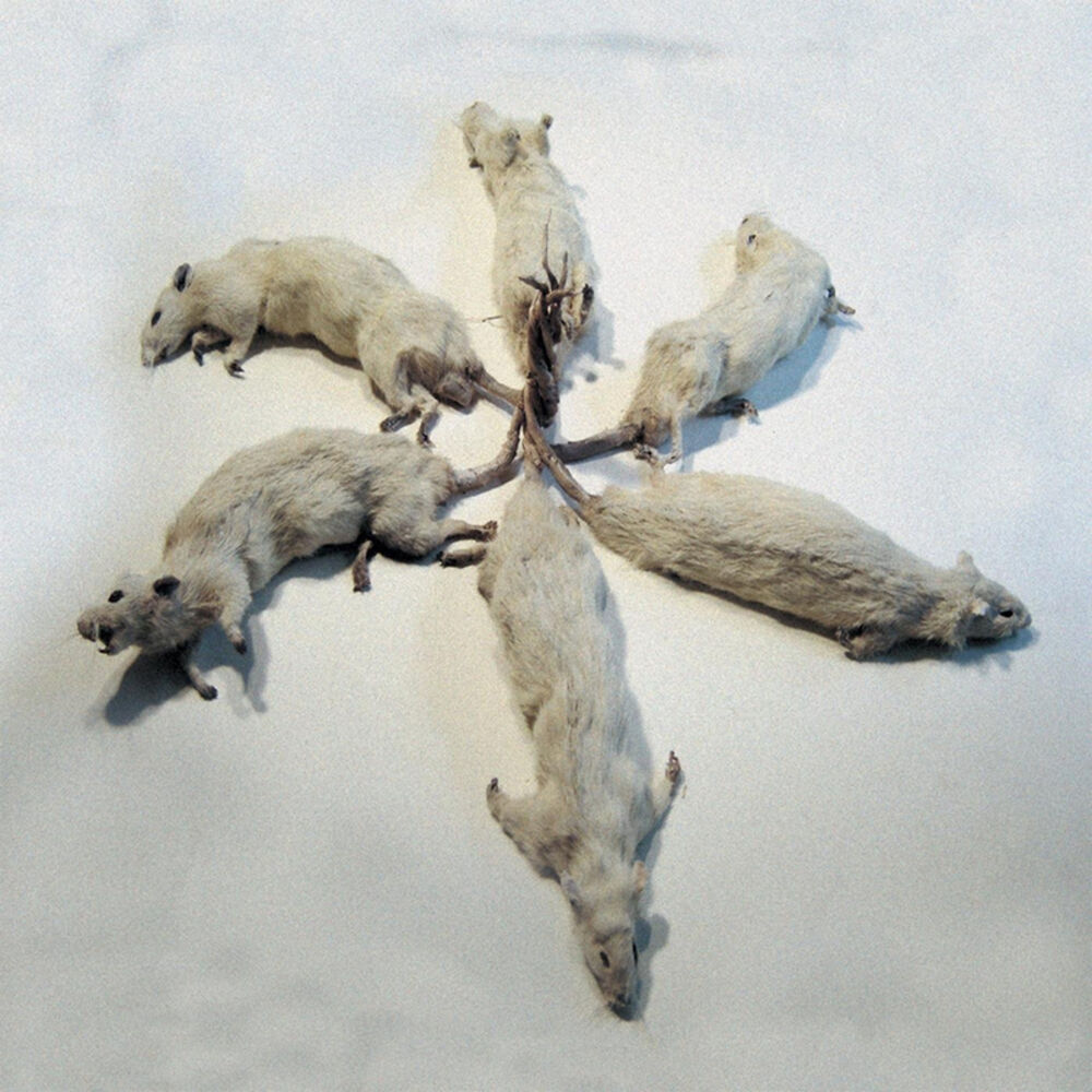 Picture of The Rat King