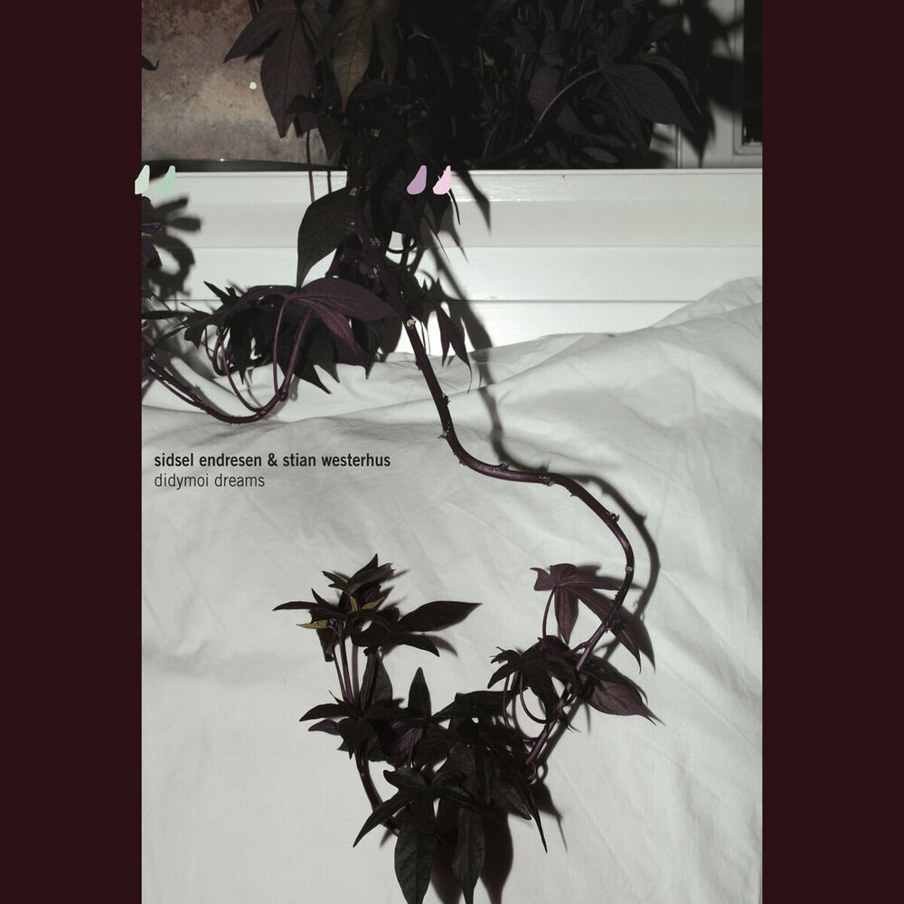 Picture of Didymoi Dreams