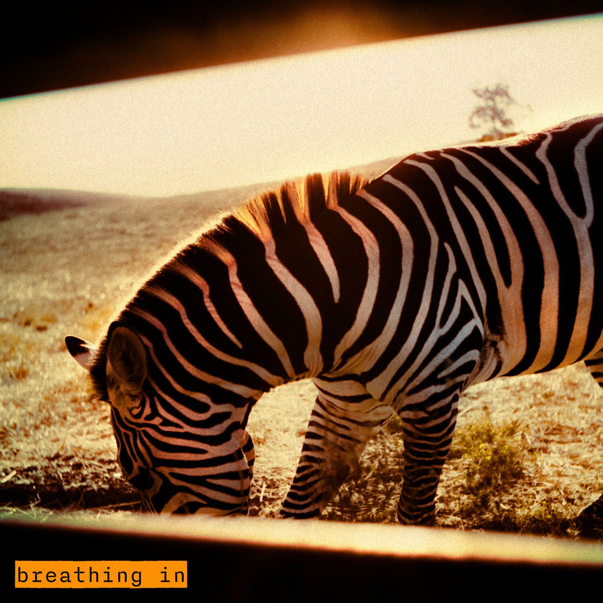 Album cover of breathing in
