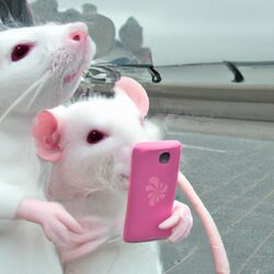 Cover of favorita