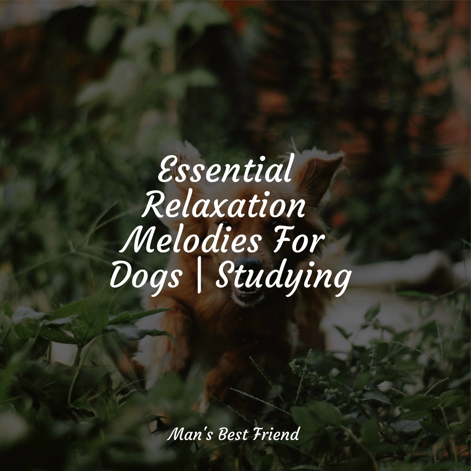 Album cover of Essential Relaxation Melodies For Dogs | Studying