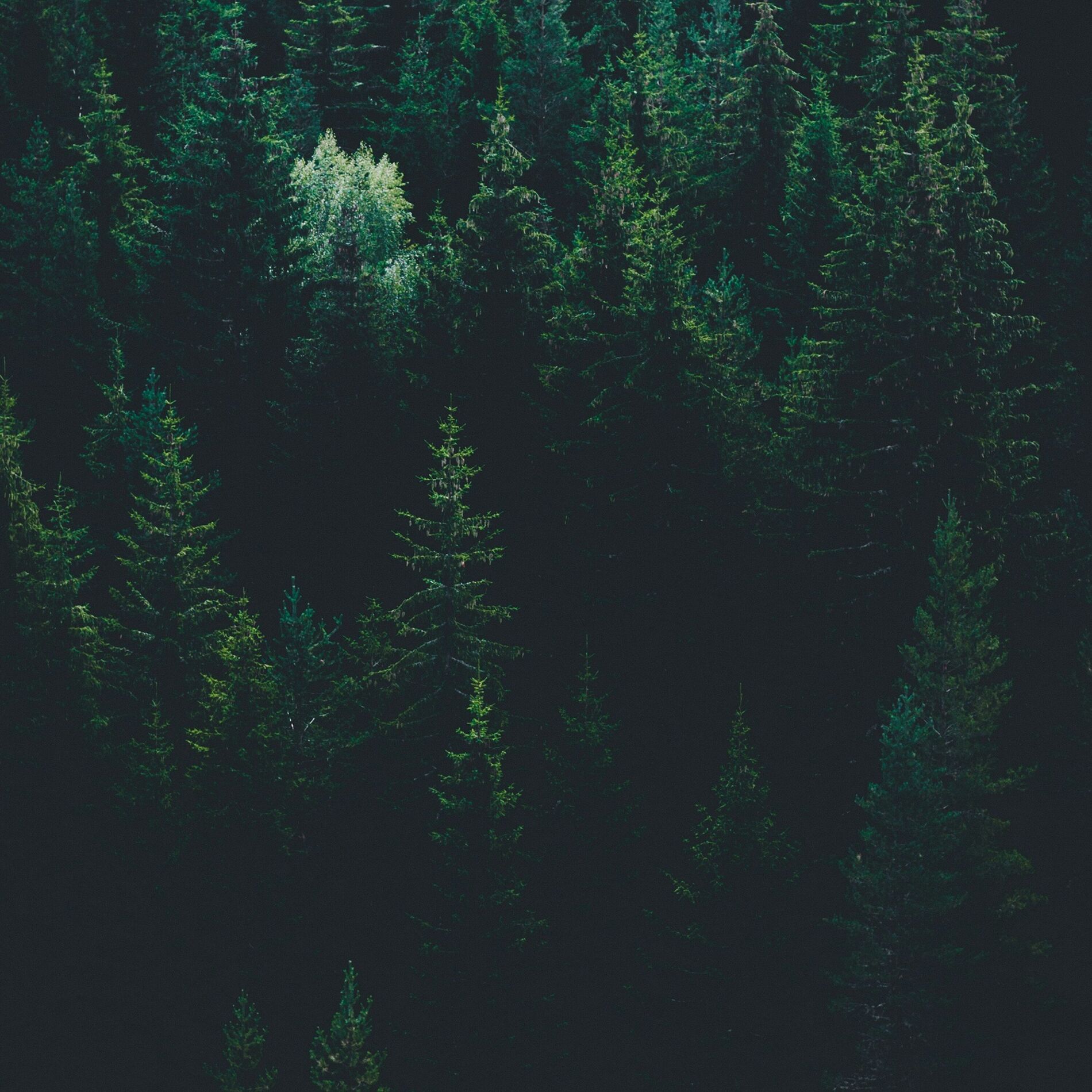 Album cover of true