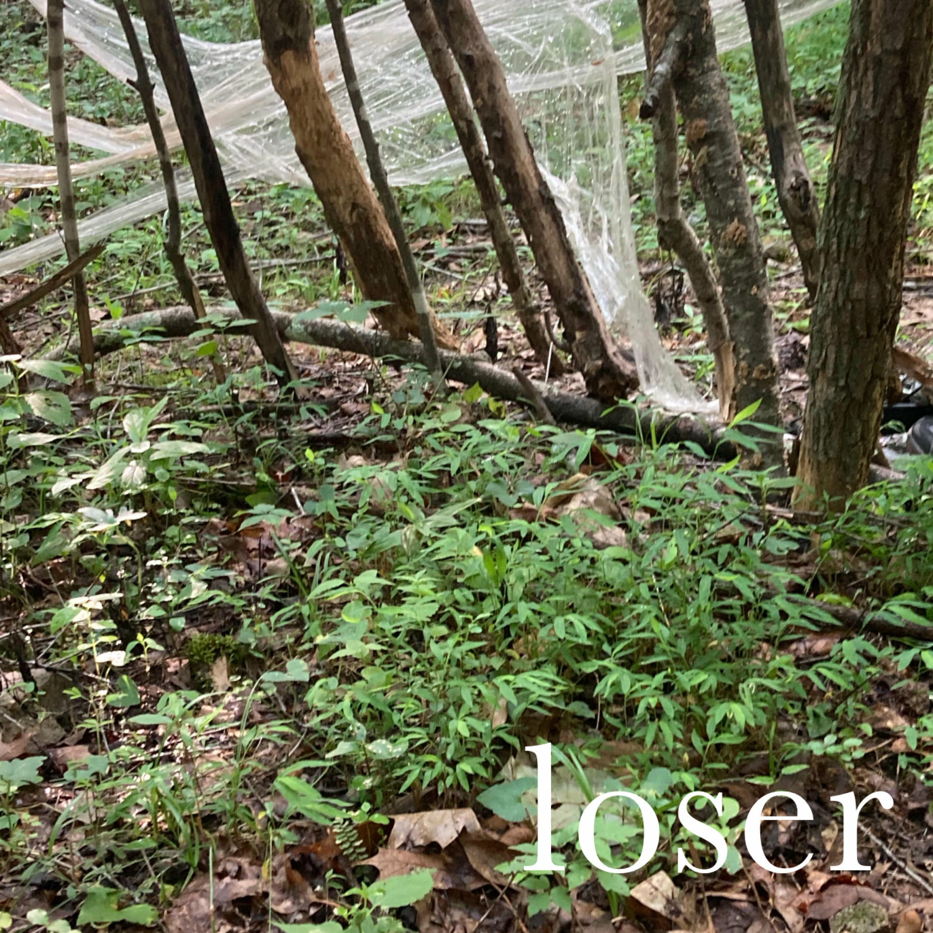 Album cover of loser (complete edition)
