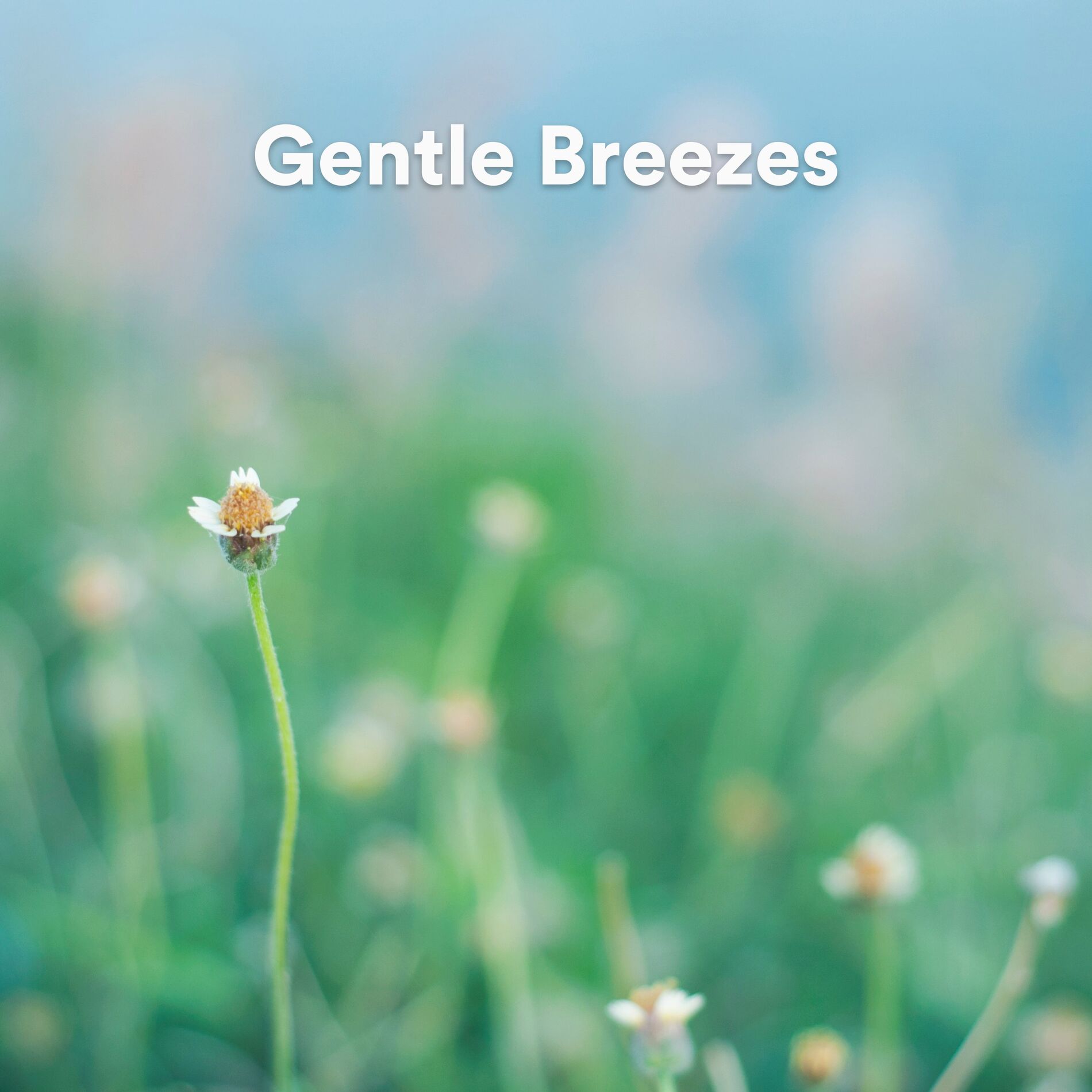 Album cover of Gentle Breezes
