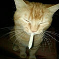 FADED