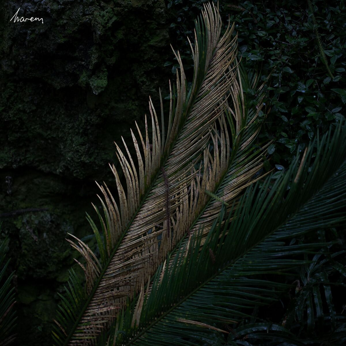 Album cover of Harem