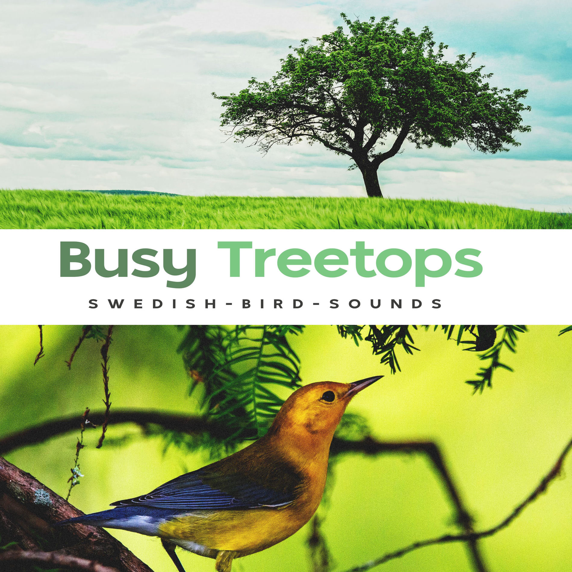 Album cover of Busy Treetops