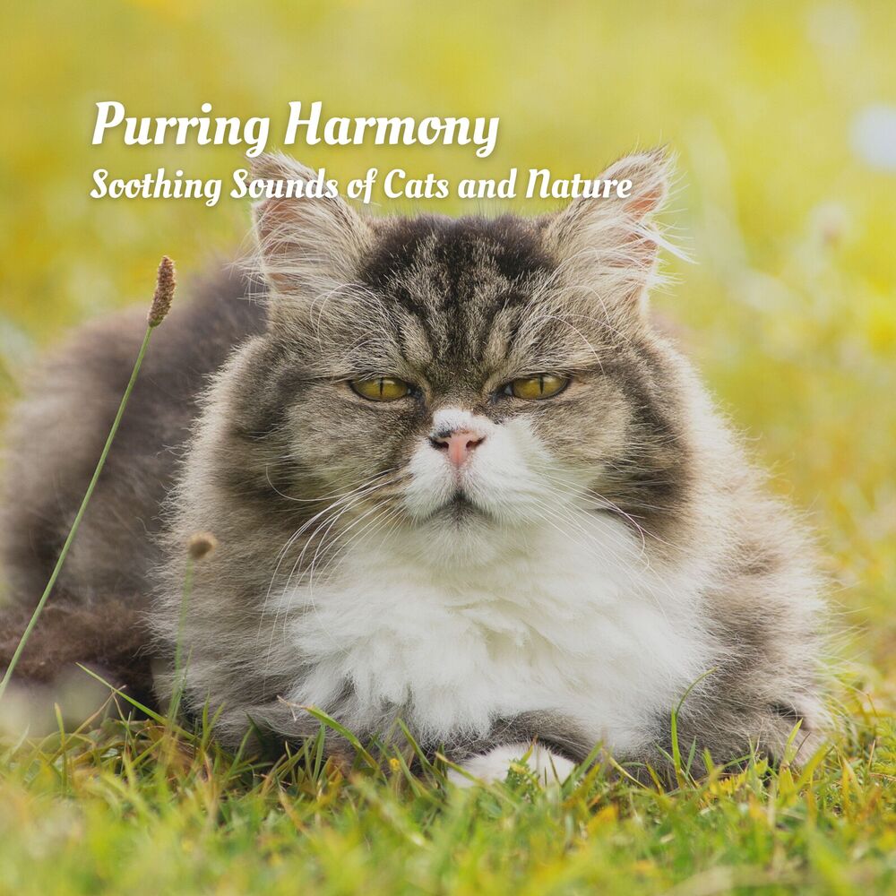 Picture of Purring Harmony: Soothing Sounds of Cats and Nature