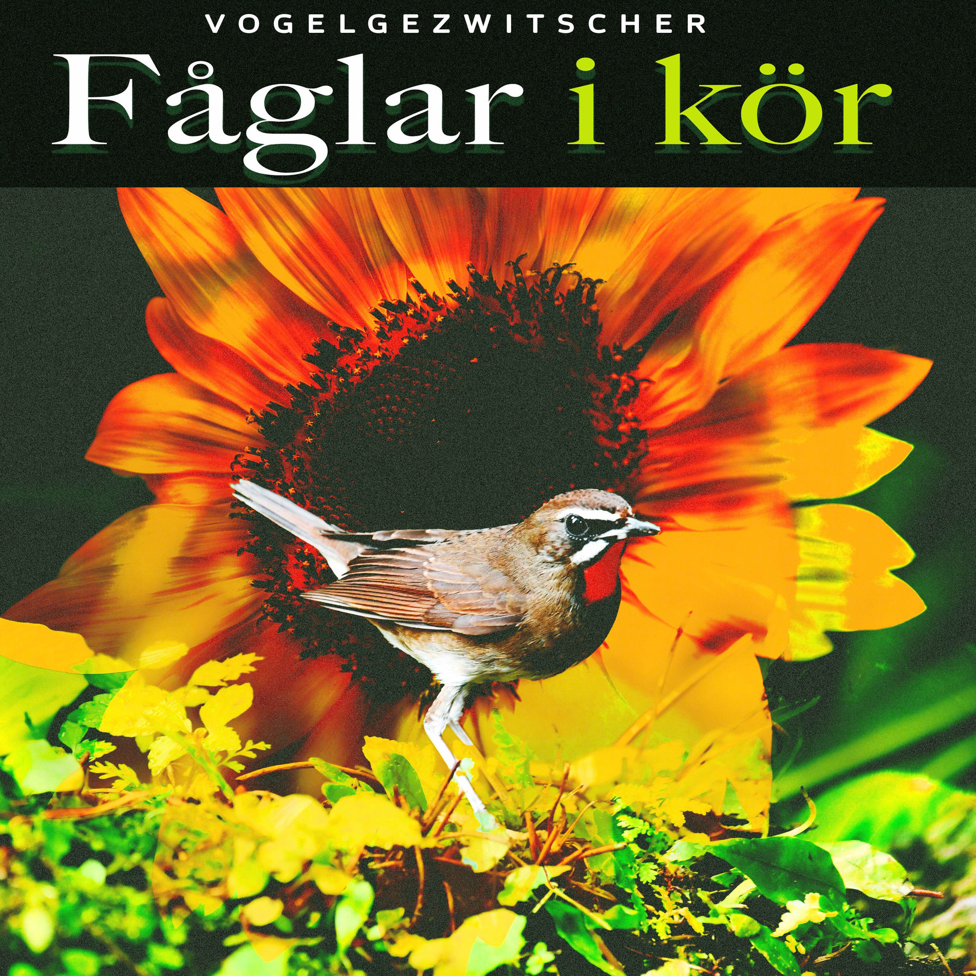 Album cover of Fåglar i kör