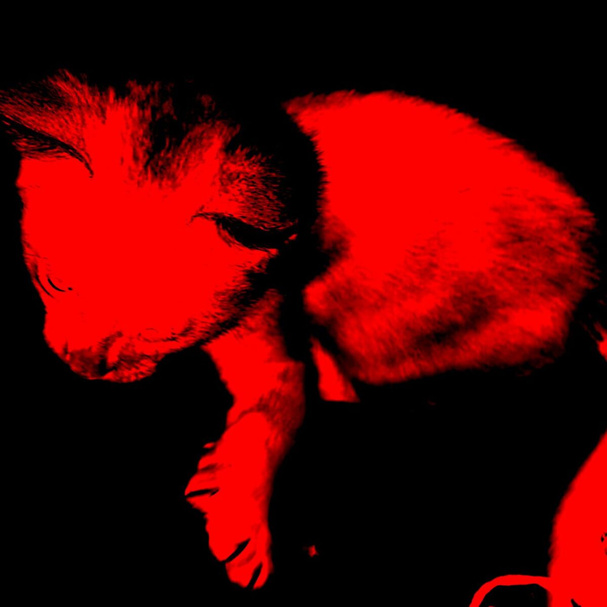 Album cover of noir