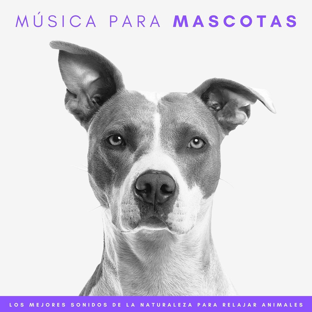Picture of Música Para Mascotas: Los Mejores Sonidos De La Naturaleza Para Relajar Animales