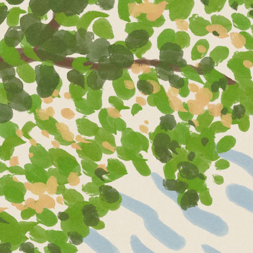 canopy