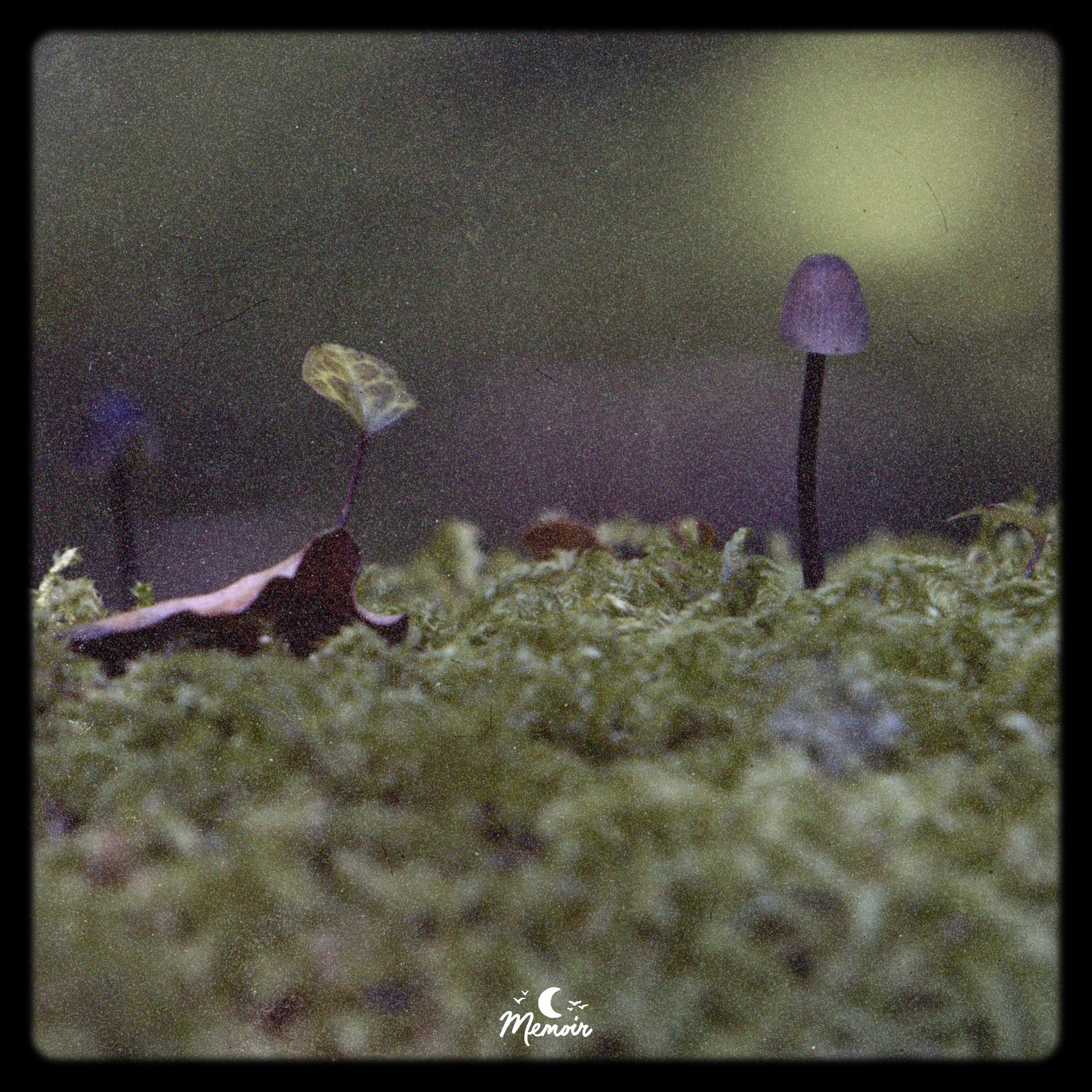 Album cover of Featherfall