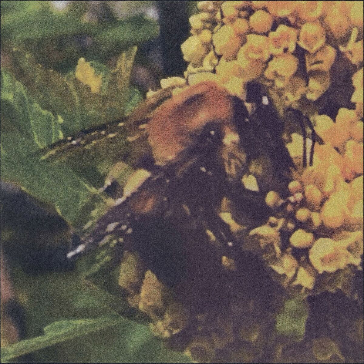 Album cover of I Swear