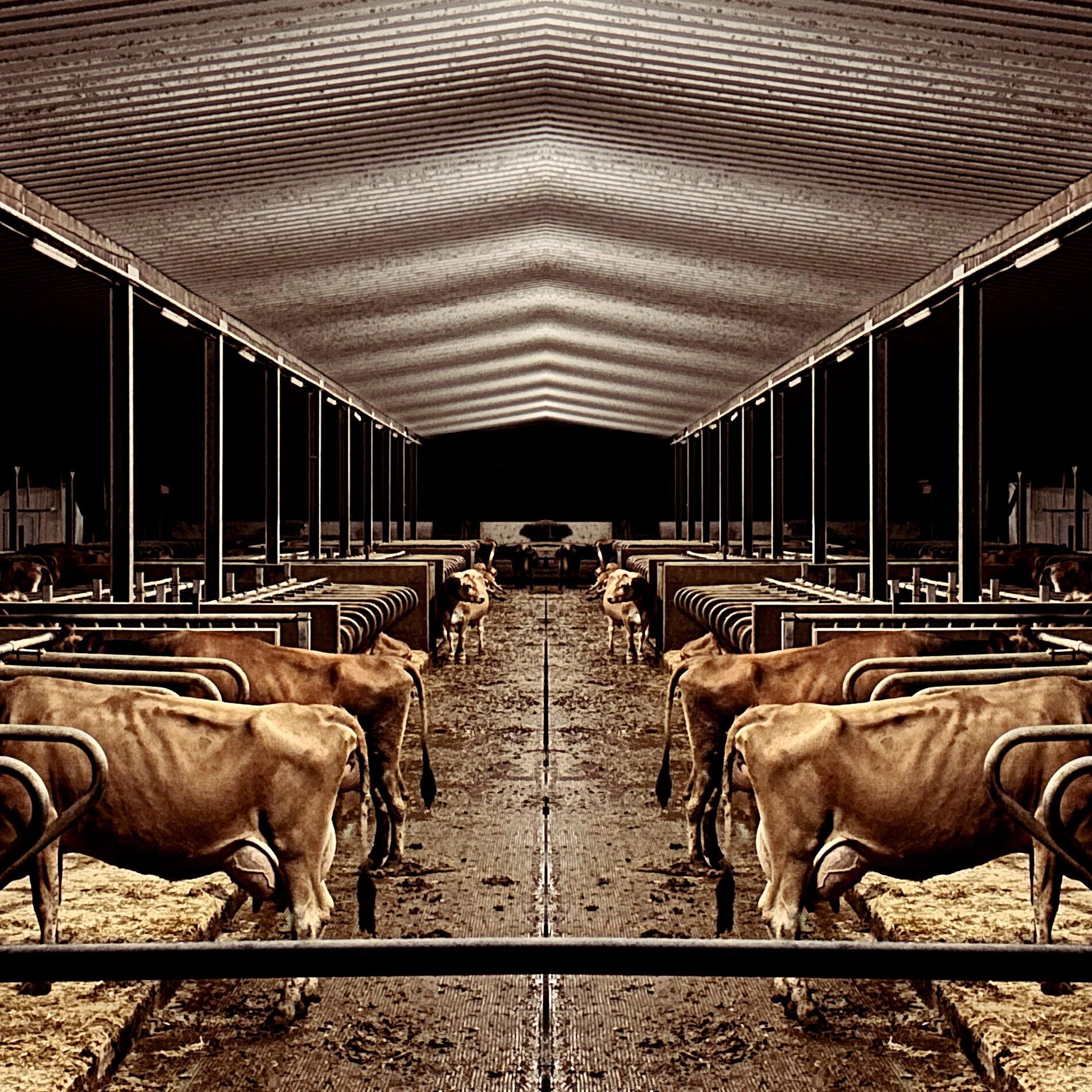 Album cover of budonheim
