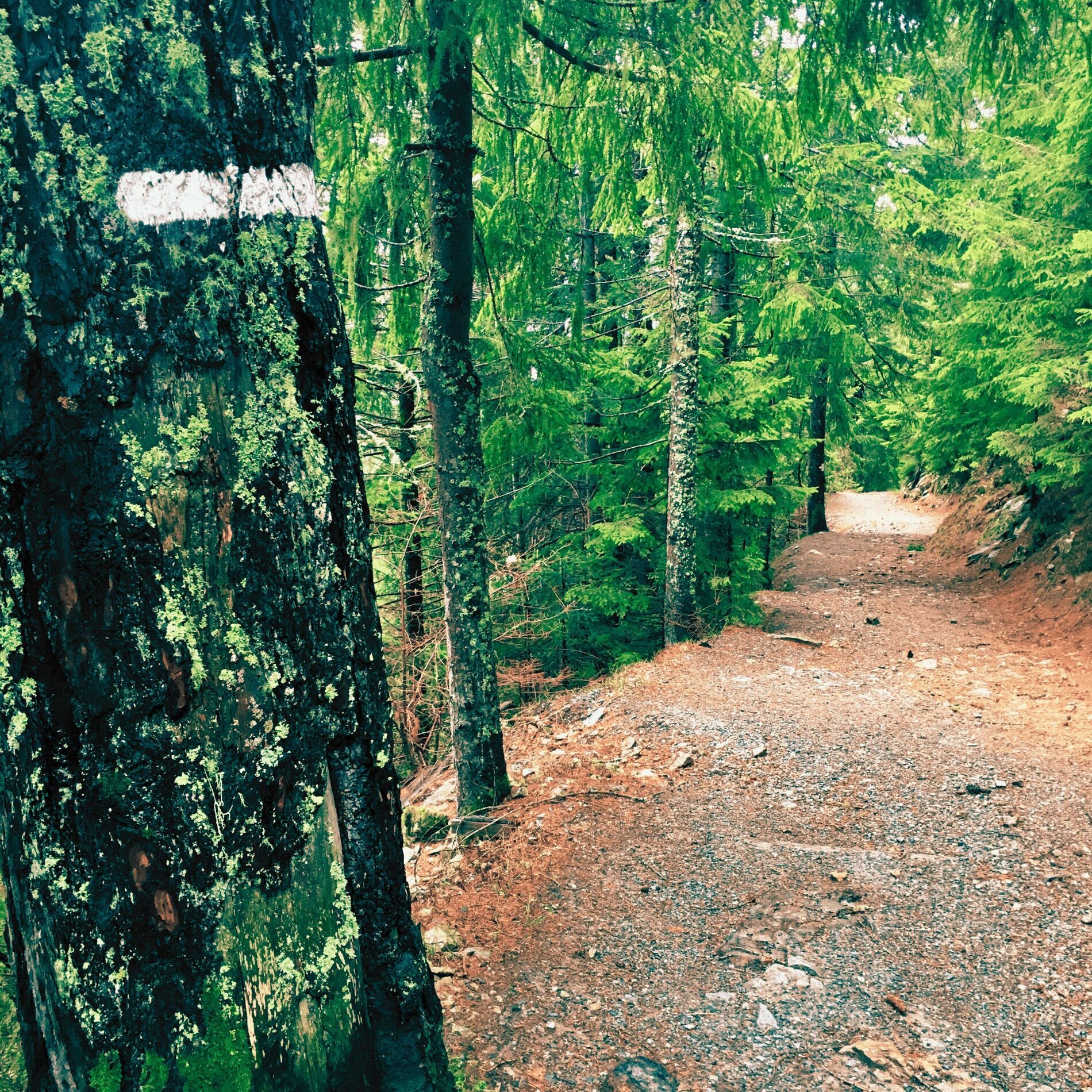 Album cover of Rainy Ballad