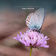 Delicate
