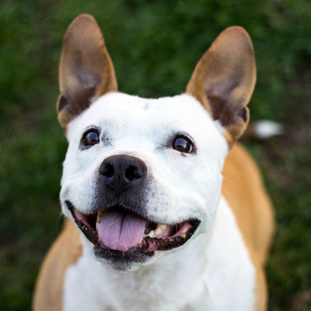 Picture of Pawsitive Nature Vibes: Binaural Soundscapes for Happy Dogs