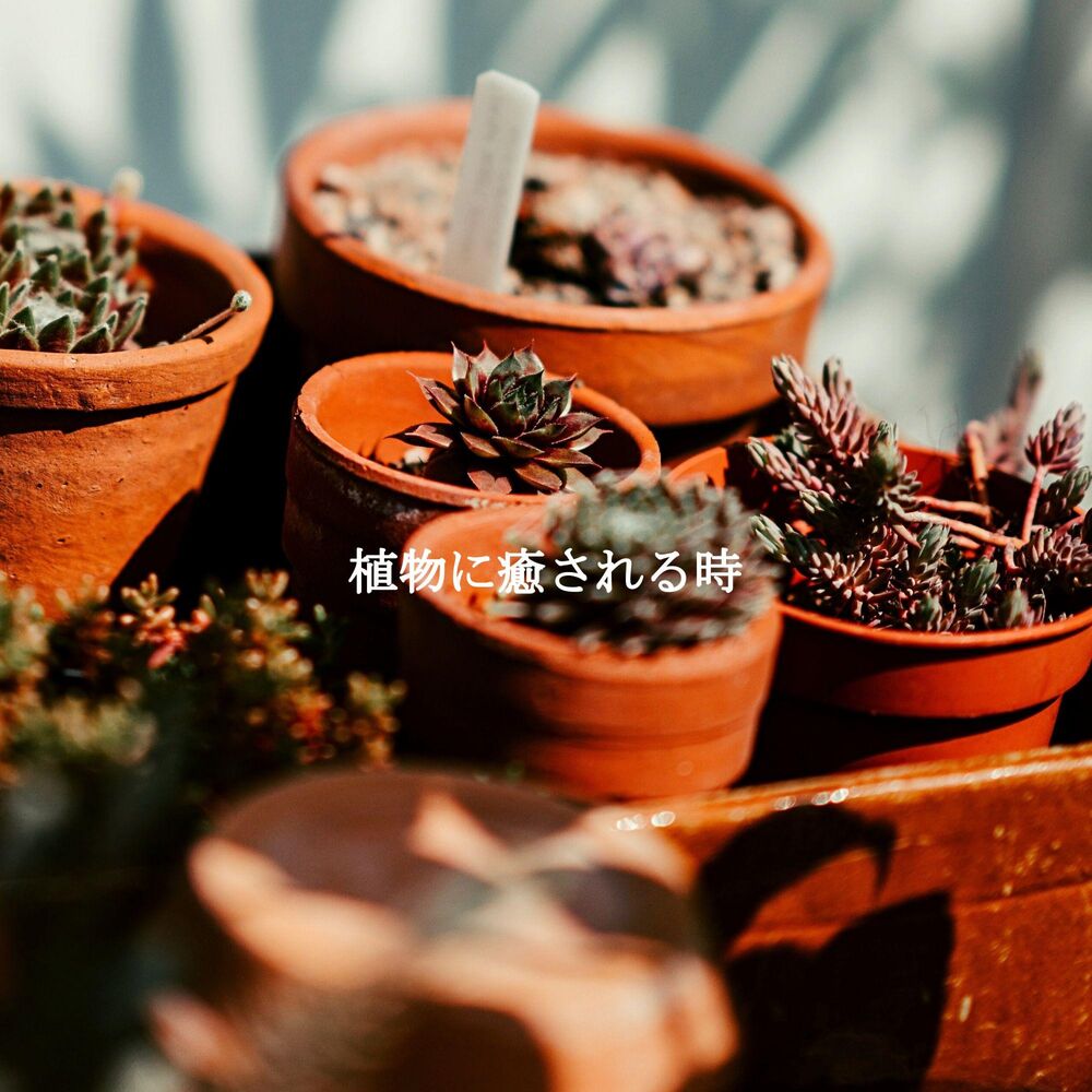 Picture of 植物に癒される時