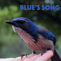 Blue's Song