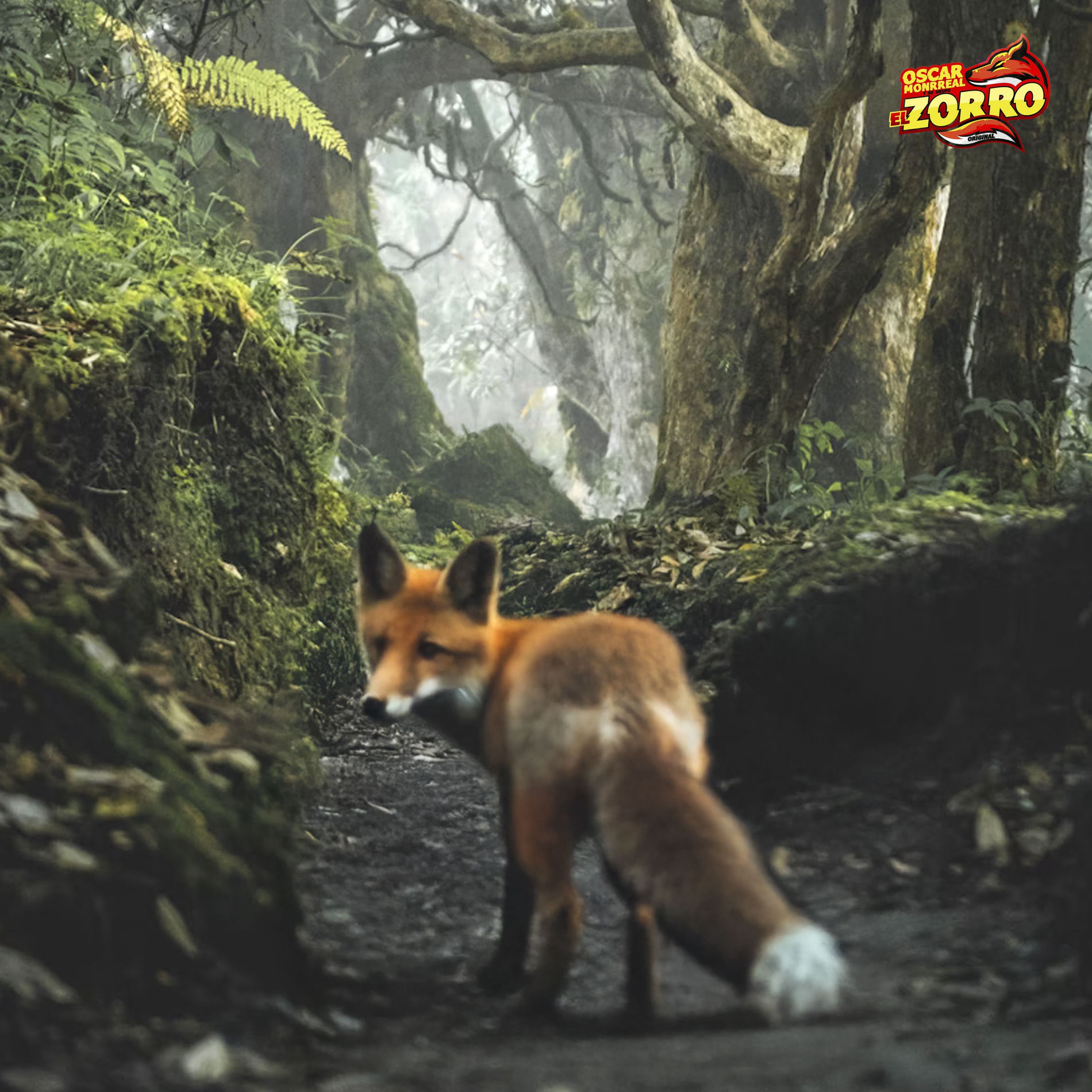 Album cover of Selva Lacandona