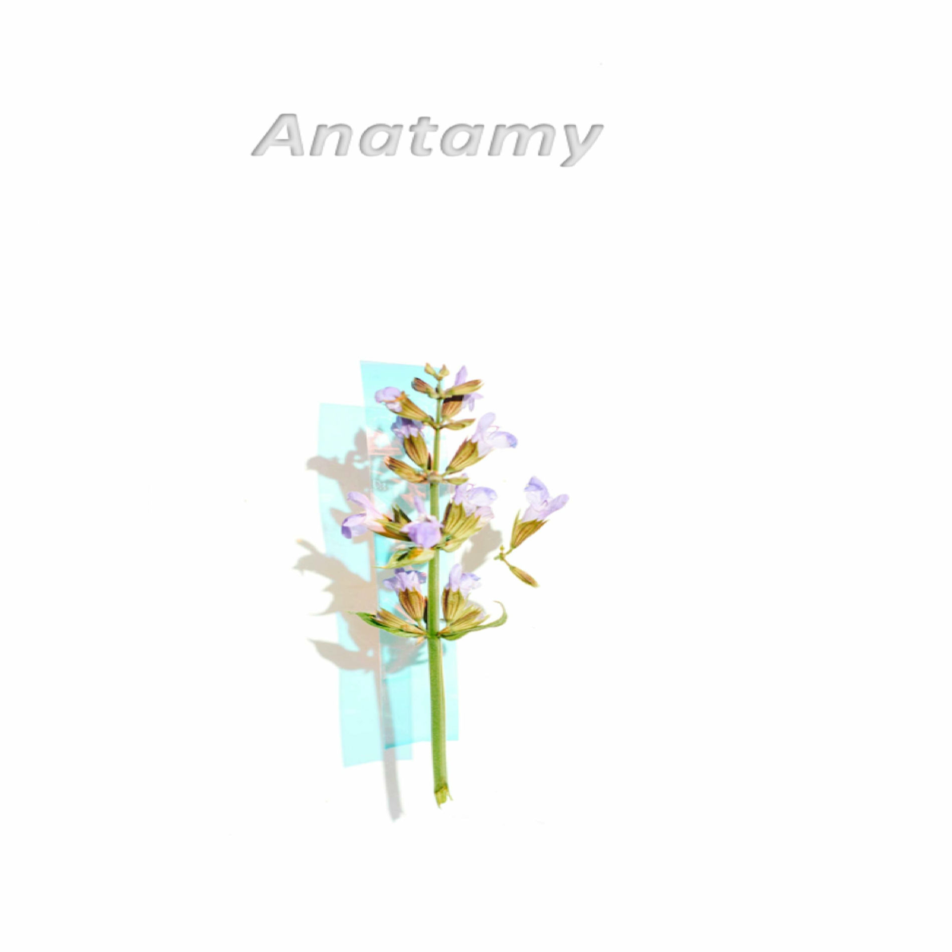 Album cover of Anatomy