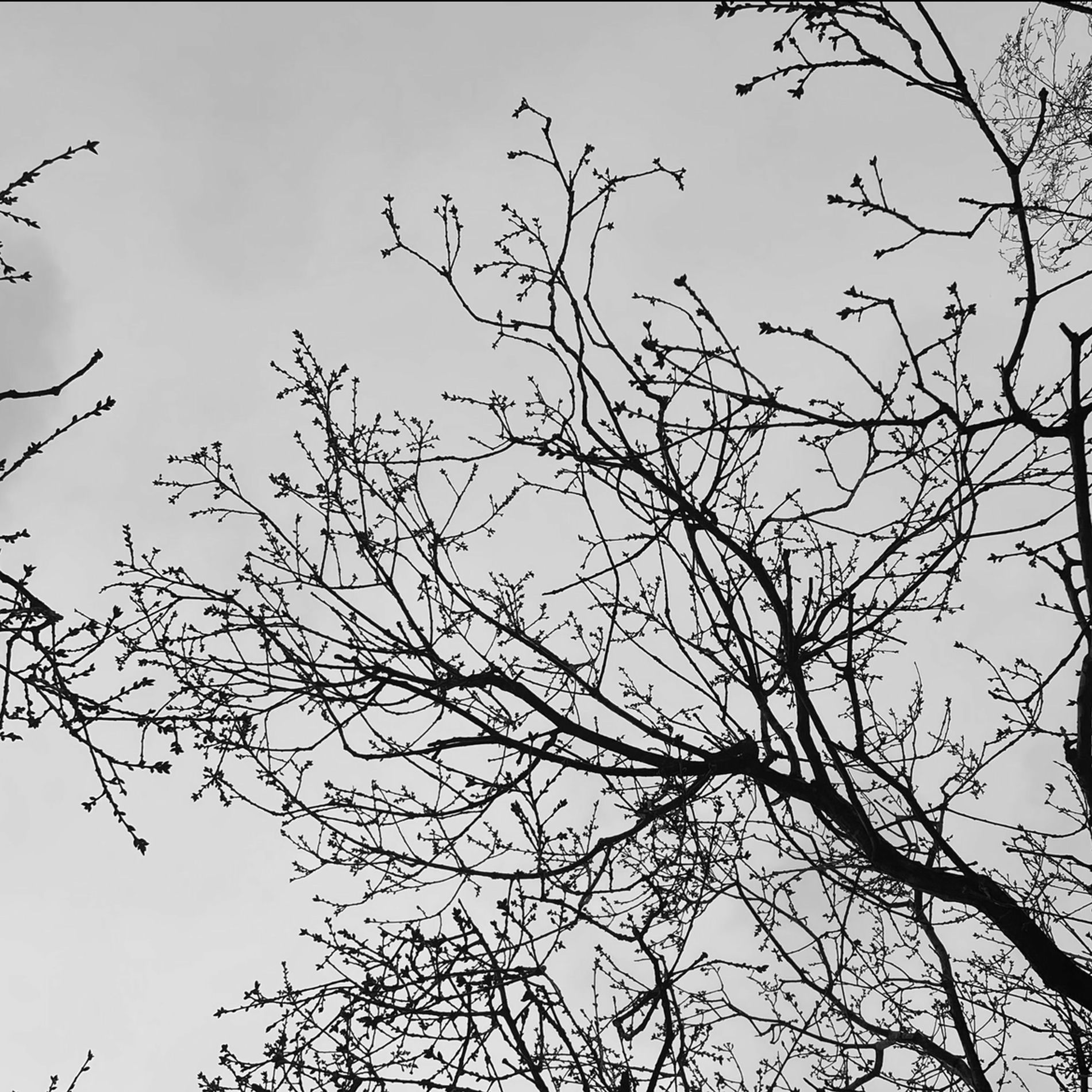 Album cover of fallen leaves