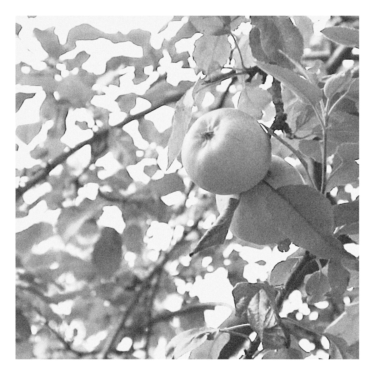 Album cover of Apfelbaum
