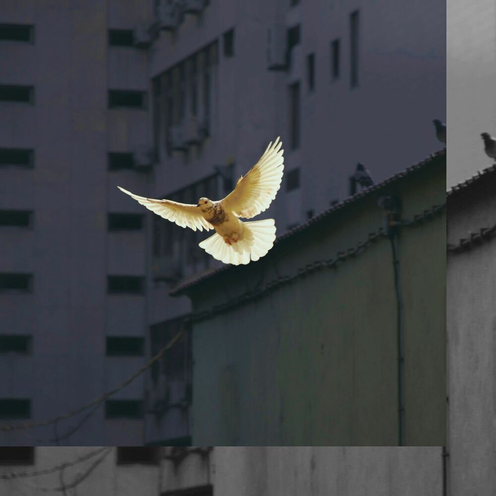 Picture of peace