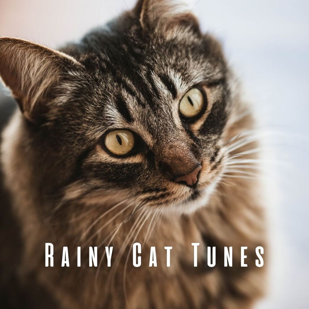 Picture of Rainy Cat Tunes: Tranquil Binaural Sounds and Theta Waves
